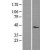 Western Blot: HSD3B1 Lysate [NBL1-11732] - Western Blot experiments. 
Left-Control; Right -Over-expression Lysate for HSD3B1